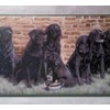 Labrador Retriever Dogs Wallpaper Border