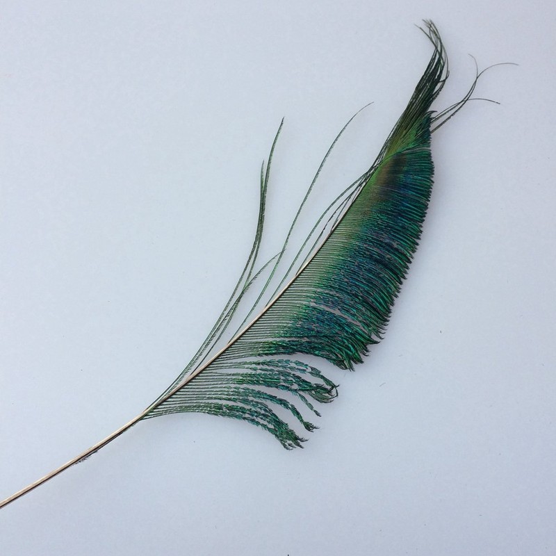 Sowder Natural Peacock Sword Feathers 10-15 inches for Wedding Home