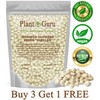 Plant Guru 500 Moringa Oleifera Seeds Kernel 4 oz. SHELLED Fresh Organic Semilla De Moringa