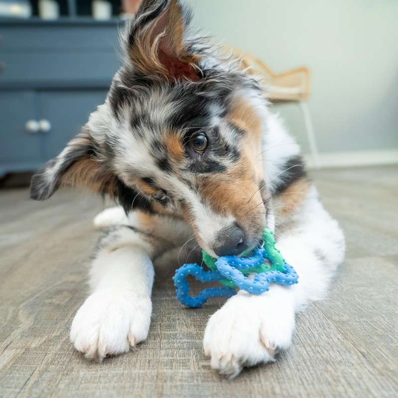 Outward Hound Bone Tugz Tug-of-War Dog Chew Toy, Blue