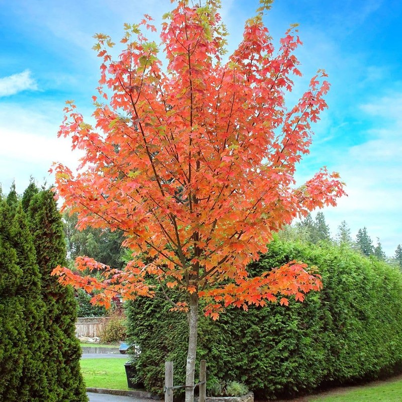 Generic Autumn Blaze Maple, Deciduous, Shade Tree, Fast Growing, 5