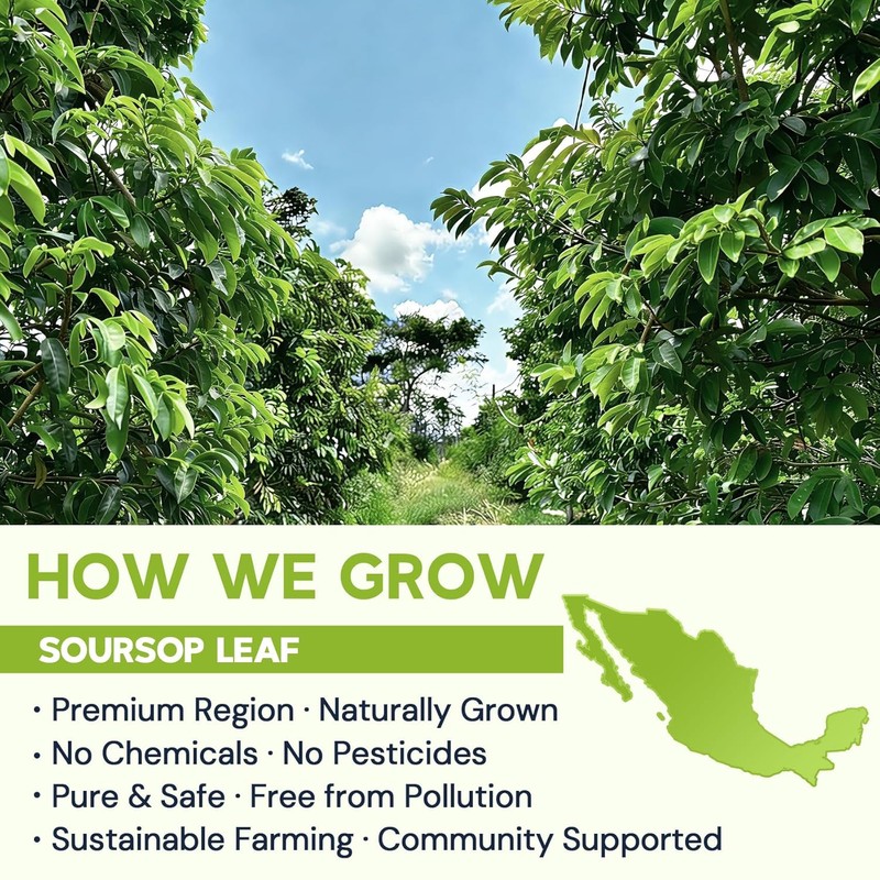 Soursop Leaf Herbal Tea (Graviola) - Caffeine & Sugar Free,