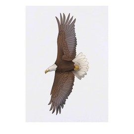 'Flying Bald Eagle' Temporary Tattoo - Water Resistant, Skin-Safe, Non-Toxic Transfer (TO00085071)