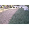 Lawnlift Pre-Mixed Grass Paint 32 Ounce Ready to Spray, No