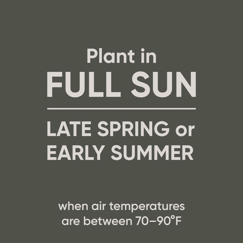 Scotts Pursue Blue Grama with Natural Seed, Seeding for Large