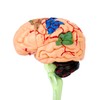 QWORK® Human Brain Anatomy Model, 31-Piece Realistic Detailed Representation, Easy