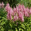 Outsidepride Astilbe Chinensis Goat's Beard Plant Seed - 2000 Seeds