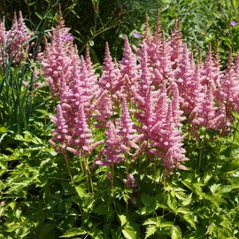 Outsidepride Astilbe Chinensis Goat's Beard Plant Seed - 2000 Seeds