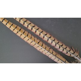 RINGNECK PHEASANT TAIL FEATHERS - 18-22 inches - 2 pc. - Fly Tying Materials NEW - #1