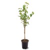 Generic The White Dogwood Tree, White Flowering, Charcoal Bark, Fruit