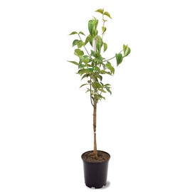 Generic The White Dogwood Tree, White Flowering, Charcoal Bark, Fruit Bearing, 1 gal, Nursery Pot (Due to Agricultural Laws, we Cannot Ship to CA, AZ, AK, or HI)