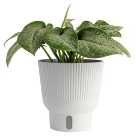 Costa Farms Scindapsus Mount Salak Live Plant, Climbing Trailing Indoor Houseplant | 12-Inches Tall | Trending Tropicals Collection | Self-Watering Pot | Easy Grow Plant for Home, Room Decor