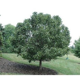 Birchleaf Pear Tree Seeds, Pyrus Betulifolia