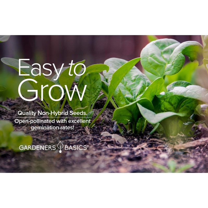 Gardeners Basics, Spinach Seeds for Planting (Viroflay) is A Great