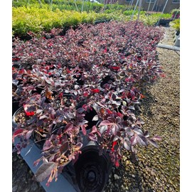 Daruma Dwarf Loropetalum (Chinese Fringe) - Live Plant - (1 QT) - Evergreen - Low Maintenance