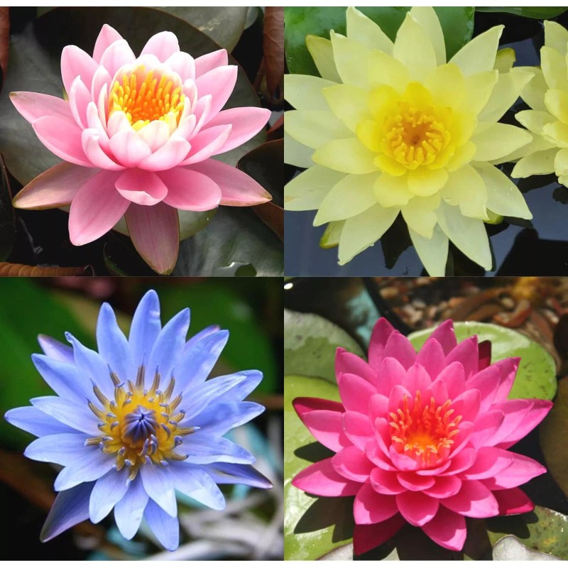 4 Pack Live Water Lily Tubers Plants Colorful Pond Freshwater