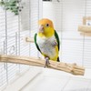 Natural Wood Bird Perch for Cage – Chewing & Claw