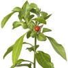 Semillas de Ashwagandha Gaea's Blessing – Relíquia sin OMG, frescas