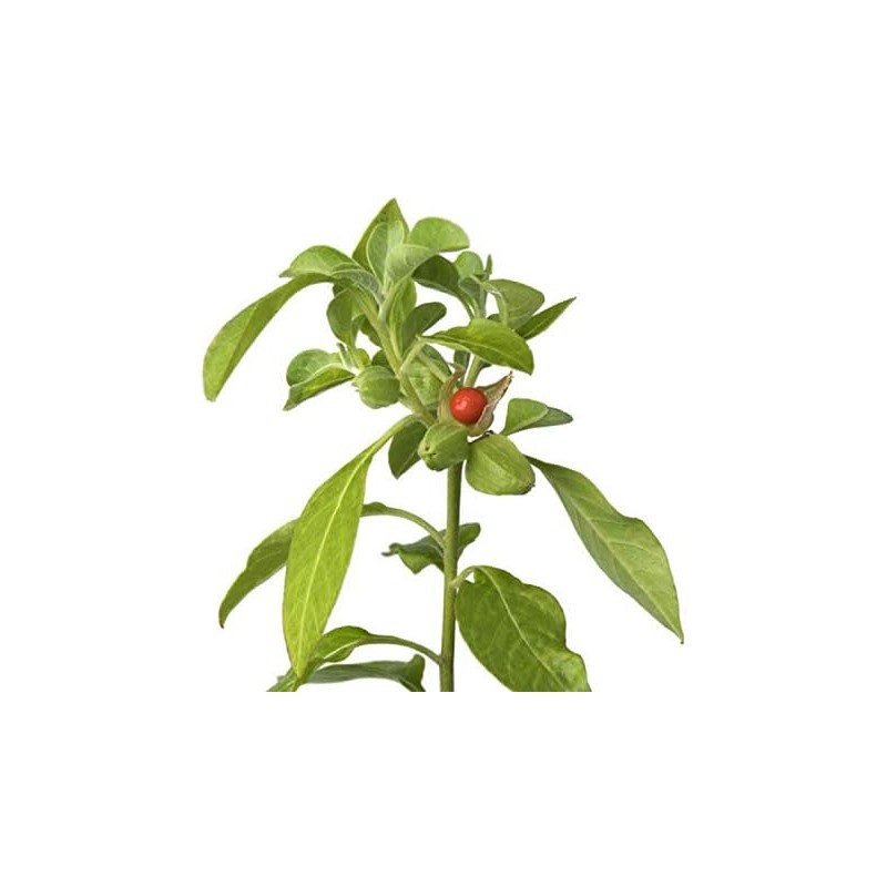 Semillas de Ashwagandha Gaea's Blessing – Relíquia sin OMG, frescas