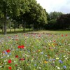 Kansas Wildflower Seed Mix, Covers 325 Sq Ft, 16 Flower