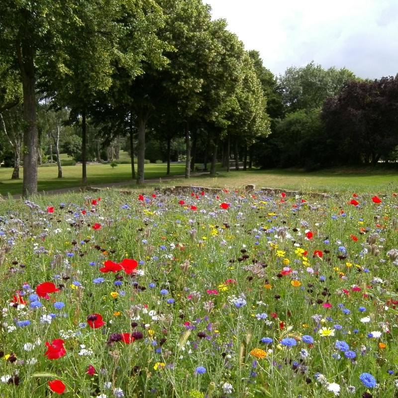 Kansas Wildflower Seed Mix, Covers 325 Sq Ft, 16 Flower