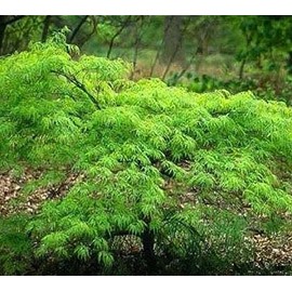 Waterfall Green Weeping Laceleaf Japanese Maple - Live Plant - Trade Gallon Pot