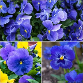 1000+ Perennial Viola Seeds for Planting - Viola Pansy Seeds Non-GMO Heirloom Flower Seeds Attract Butterflies & Open Pollinated