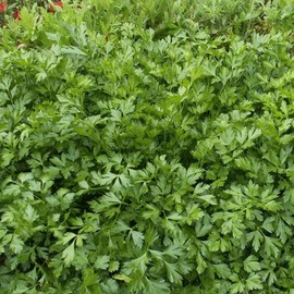 Everwilde Farms - 1000 Italian Giant Parsley Seeds - Gold Vault Jumbo Seed Packet