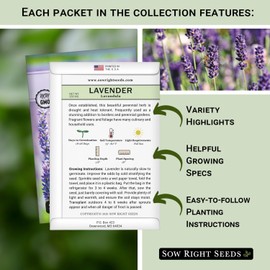 Sow Right Seeds - Lavender Seed Collection for Planting - Non-GMO Heirloom Packets with Instructions to Grow a Beautiful Indoor or Outdoor Herb Garden - 2 Varieties Including English and Munstead