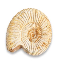 Serafino Genuine Fossil Madagascan Ammonite 150 Million Years Old! Jurassic Real Fossil 1-1.5"