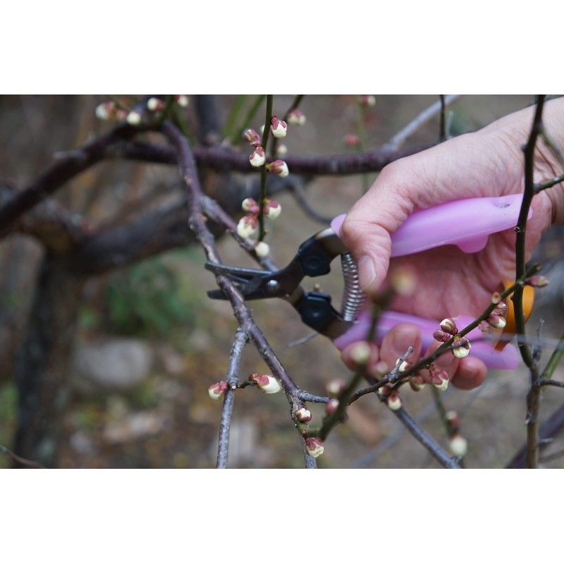 Udo Ergo Laboratory Garden Scissors Doctor Cut SAIKA Pro Blue