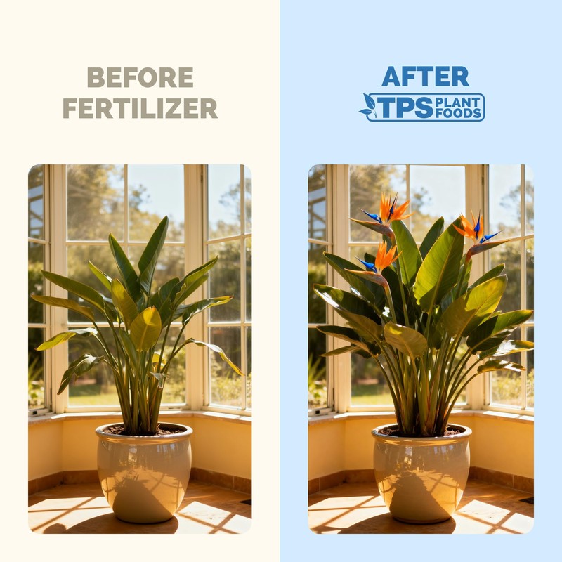 Bird of Paradise Fertilizer – Liquid Plant Food for Bigger