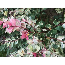 Breynia Disticha Roseopicta Snowbush | 40 Live Plants | Ornamental Shrub, Perfect for Indoor & Outdoor Landscaping | Drought Tolerant, Low-Maintenance, Easy-to-Grow Plant