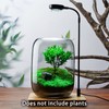 SARUFO Glass Plant Terrarium 6.3"X8.6" Inches Succulent Air Planter Fern
