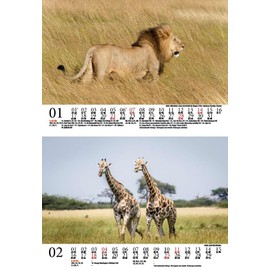 Tierzauber Africa DIN A5 Wall Calendar for 2024 Various Animals from Africa Seelenzauber