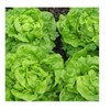 PREMIER SEEDS DIRECT - Lettuce - Tom Thumb - 1700