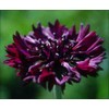 250 Black Ball Purple Bachelor Button Cornflower Flower Seeds