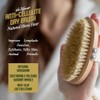 Eda Taspinar Horse Hair Brush 100 Natural Horsetail Bristle For