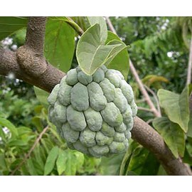 Sugar Apple Seeds - Sweetsop Seeds, Custard Apple Seeds - Annona Squamosa