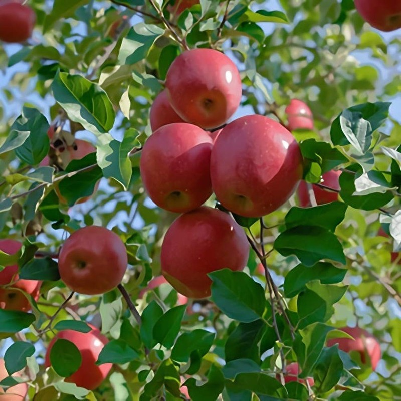 Bando Tea Apple & Chamomile Tea 30 Tea Bag Included