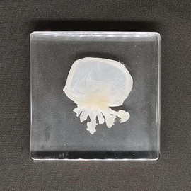 Real Jellyfish Specimens in Resin Paperweight Crafts, Animal Taxidermy Collection for Science Education & Desk Ornament (Jellyfish)