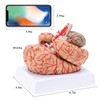 RONTEN Human Brain Anatomical Model, Colored Brain,Anatomically Accurate Brain Model