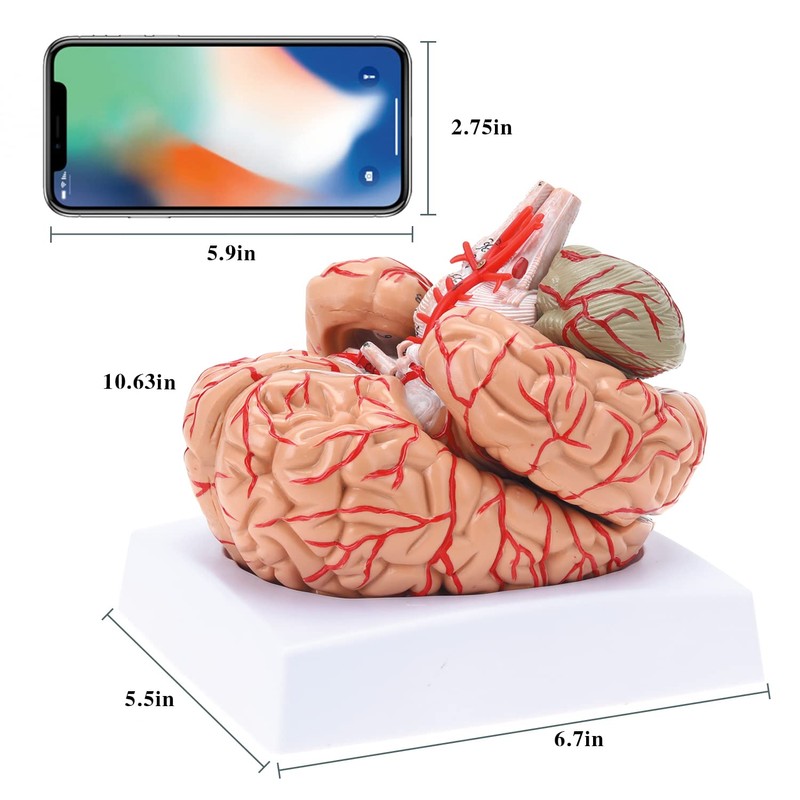 RONTEN Human Brain Anatomical Model, Colored Brain,Anatomically Accurate Brain Model
