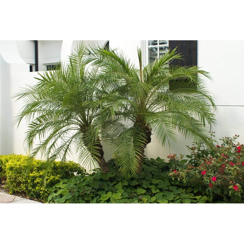 Phoenix Roebelenii Palm | Extra Large Trade 3 Gallon Plant