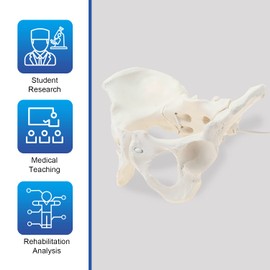LYOU Life Size Female Pelvis Model, Flexible Female Anatomy Model, Hip Bone Pelvic Anatomical Model for Science Education Midwife in Obstetrics, Gynecology & Patent Communication