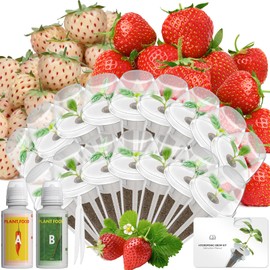 LYKOCLEAN Hydroponic Seed Pod Kit Compatible with AeroGarden, Ahopegarden, iDoo, MUFGA, 16 Pods Complete Growing Anything Garden Supply with Strawberry Seeds, Grow Sponges, Baskets, Domes, Labels