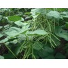Food to Live Organic Mung Beans, 1 Pound – Non-GMO,