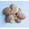 KOPABANA Ogbono seeds | African mango| bush mango| dika |