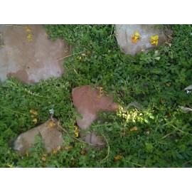 Unbranded 3 Monnieri Pond plant ,Bog ,Marginal