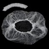 Disposable Vinyl Hair Cap (100 Pieces) Vinyl Hair Cap